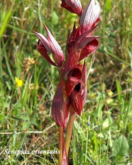 Orchidee dell''Epiro e del Peloponneso